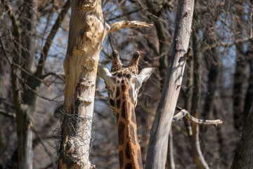Find the Intruder – Shy Giraffe Blending into Nature