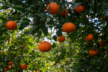 Ripening oranges hang low under a bright blue sky in a vibrant orchard, showcasing nature's bounty during the harvest season