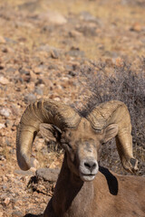 Obraz premium Desert Bighorn Sheep Ram in Winter in the Valley of Fire State Park Nevada