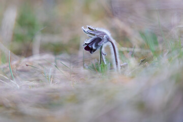 Spring purple flower in the meadow - Pasqueflower - Pulsatilla pratensis at sunset