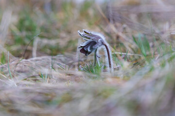 Spring purple flower in the meadow - Pasqueflower - Pulsatilla pratensis at sunset