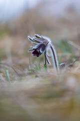 Spring purple flower in the meadow - Pasqueflower - Pulsatilla pratensis at sunset