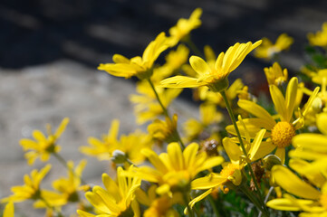 Bright yellow wildflowers dancing in the gentle breeze under the warm sun on a peaceful spring morning