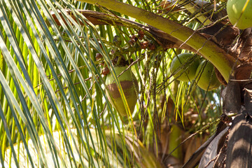 coconut tree with fruits outdoors in Rio de Janeiro.
