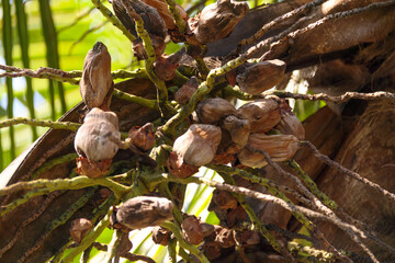 coconut tree with fruits outdoors in Rio de Janeiro.