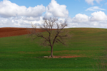 Scenic view of a lonely tree on a hill against the sky.