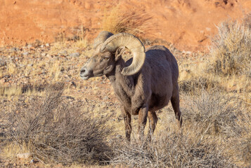 Desert Bighorn Sheep Ram in Winter in the Valley of Fire State Park Nevada