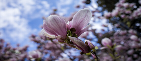Spring landscape with pink flowers.