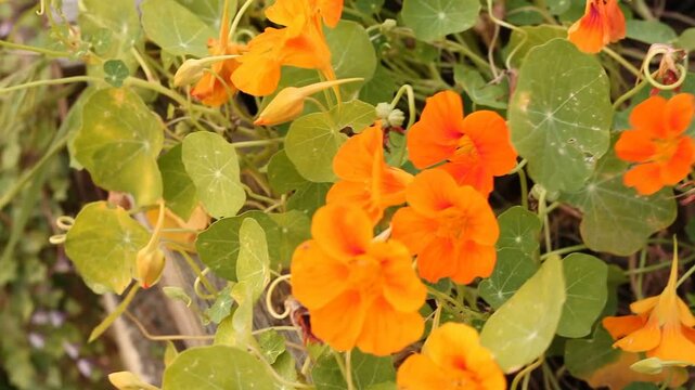 orange nasturtium flowers swaying in the wind