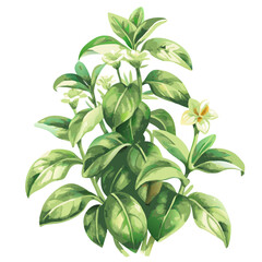 a detailed watercolor vector illustration of a basil plant, displaying its lush green leaves and delicate white flowers