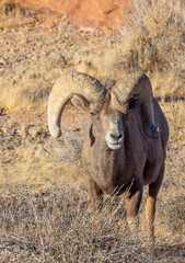 Desert Bighorn Sheep Ram in Winter in the Valley of Fire State Park Nevada
