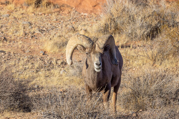 Desert Bighorn Sheep Ram in Winter in the Valley of Fire State Park Nevada