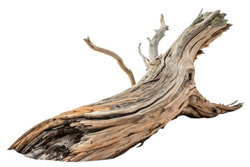 Piece of Natural Driftwood on a Plain Background.