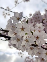 Blooming cherry tree in the evening light