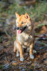 Portrait of smiling Shiba Inu dog sitting in the forest. Blurred nature background.