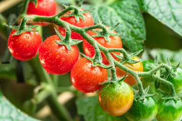 Cherry tomatoes covered with water drops on tomato plant close up.
