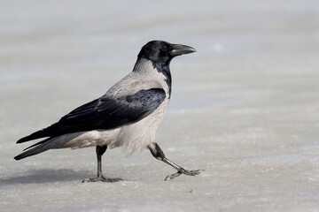 Hooded crow