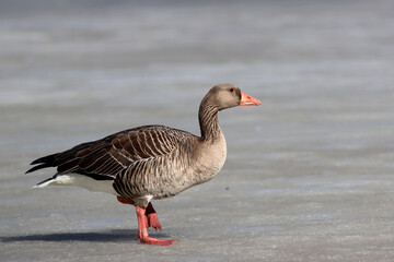 Fototapeta premium Greylag goose
