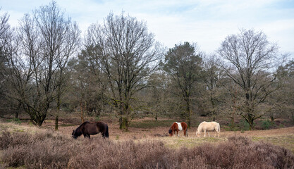 grazing horses nature reserve area posbank near arnhem in the netherlands on dull winter day