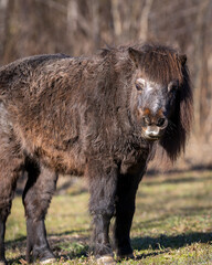 Fototapeta premium Close up of smokey black Shetland poney. Portrait of Shetland poney or sheltie.Shetland pony (Equus caballus) in field