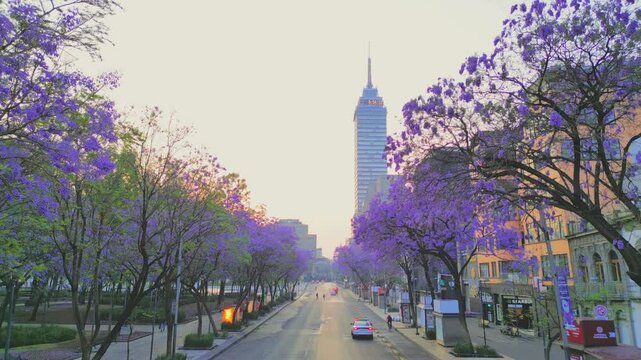 Centro historico, amanecer en ciudad de M&eacute;xico, Torre latinoamericana con jacarandas en primavera