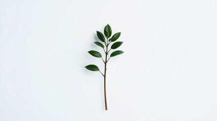 Obraz premium Single stem with green leaves on a plain white background aerial view, food, organic, fresh, green, healthy, fruit, background