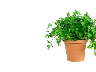 Fototapeta premium Closeup fresh green parsley in pot isolated on white background.