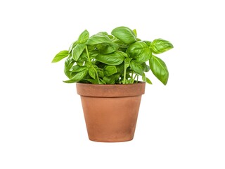 Obraz premium Fresh sweet basil pot isolated on white background.