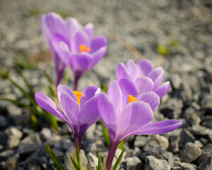 Crocus flowers in spring