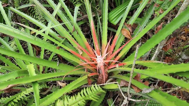 Closeup, top-view of the wild pineapple fruit (Bromelia pinguin) growing in a garden during daytime
