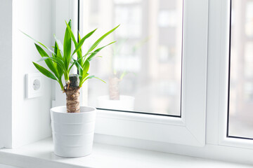 A potted yucca plant on a windowsill