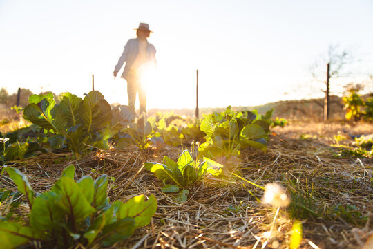 Farmer working in sunlit vegetable garden at sunrise in Barcelona