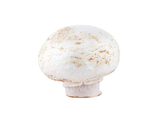 One fresh champinon. isolated