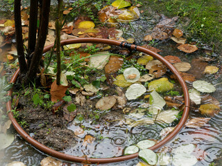 Hojas encerradas y agua