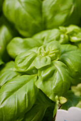 Basil Plant 