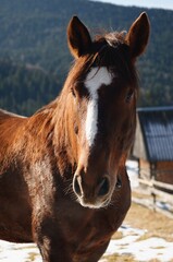 Obraz premium Portrait of a brown horse in the Carpathian mountains