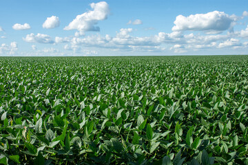 Soybean plantation on a farm in the city of Dourados - MS - Brazil
