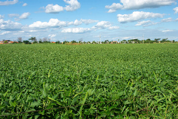 Soybean plantation on a farm in the city of Dourados - MS - Brazil