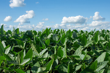 Soybean plantation on a farm in the city of Dourados - MS - Brazil