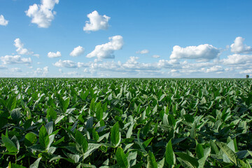 Soybean plantation on a farm in the city of Dourados - MS - Brazil