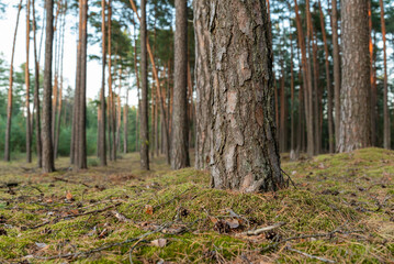 Obraz premium Evening tranquility in a moss-covered pine forest under fading light. Sunlight fades over a serene pine forest with lush moss, creating a peaceful evening atmosphere