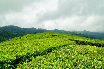 Tea plantations on the highlands of West Java, Indonesia