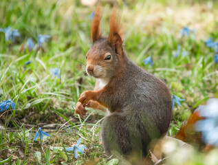 Fressendes Eichhörnchen auf der Blumenwiese