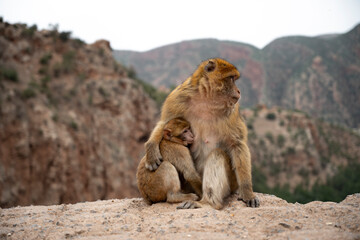 Singes aux cascades d'Ouzoud