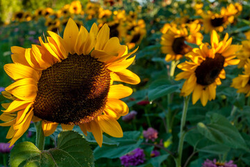 Sunflower Field in Bloom