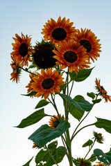 Crimson Sunflowers Against a Pale Sky