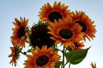 Bouquet of Orange Sunflowers Against Sky