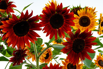 Bouquet of Orange Sunflowers Against Sky