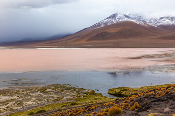 laguna colorada bolivia