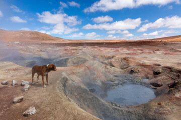dog near geyser in desert